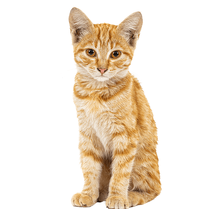 CATN1.png